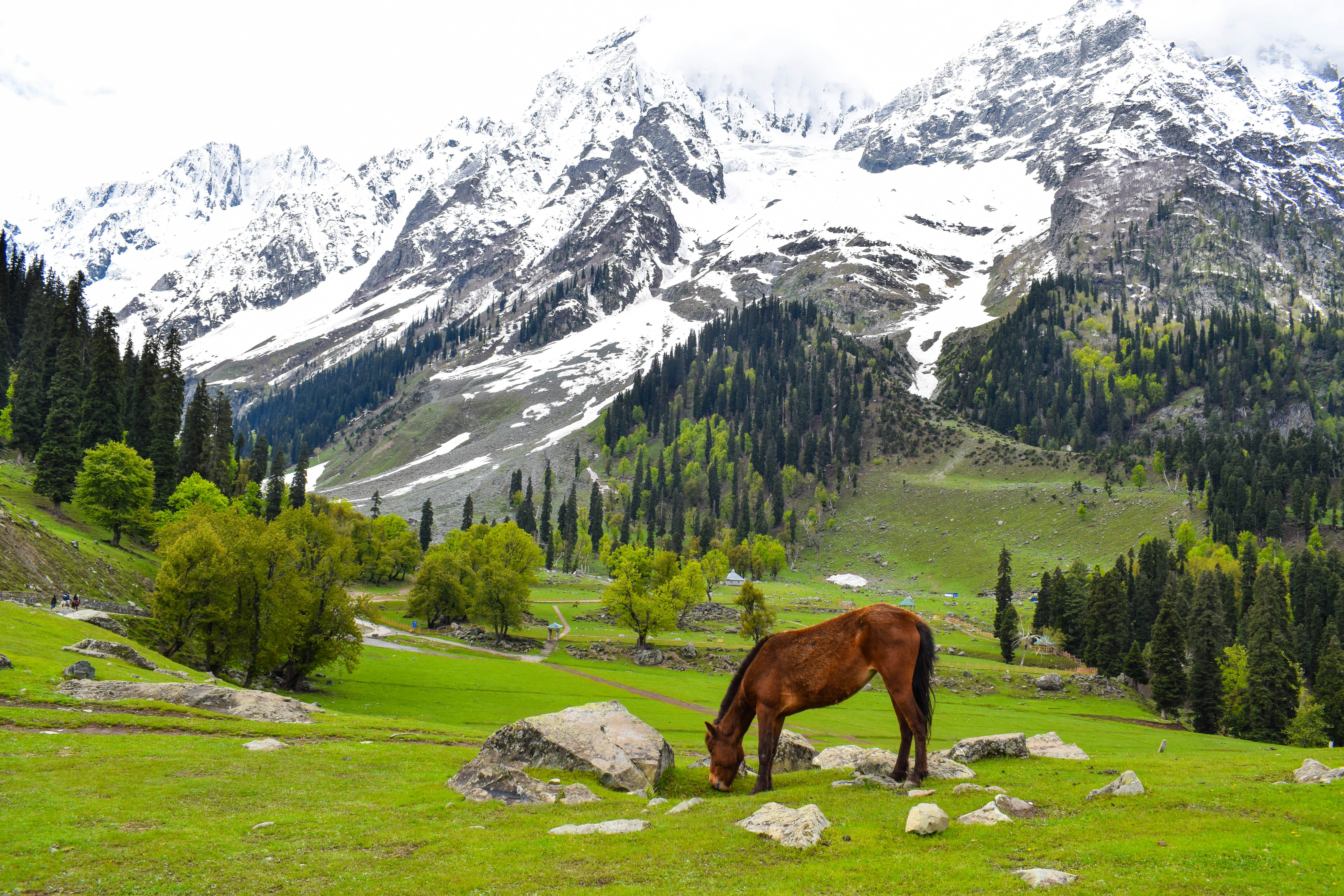 Kashmir Snow Escape 2026 – New Year Special! photo 4
