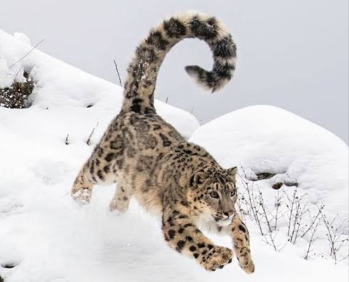 Snow Leopard Expedition – Ladakh photo 1