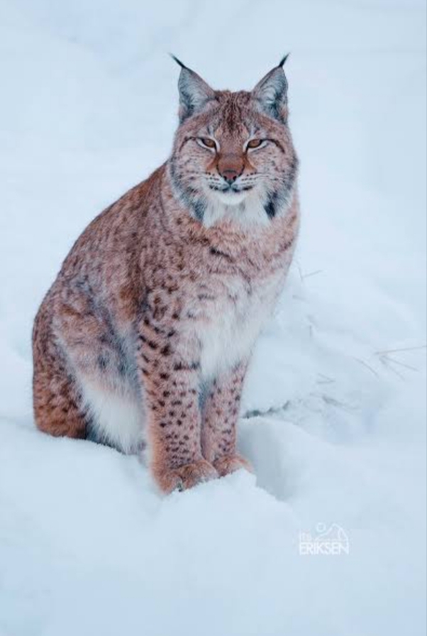 Snow Leopard Expedition – Ladakh photo 4