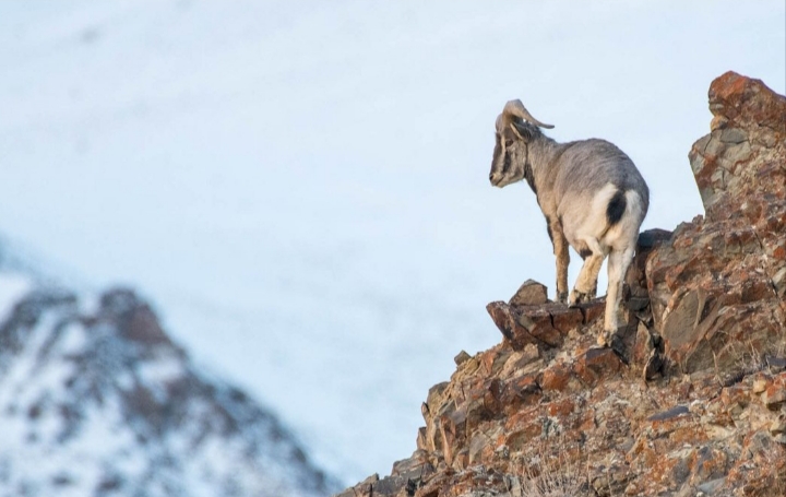 Snow Leopard Expedition – Ladakh photo 6